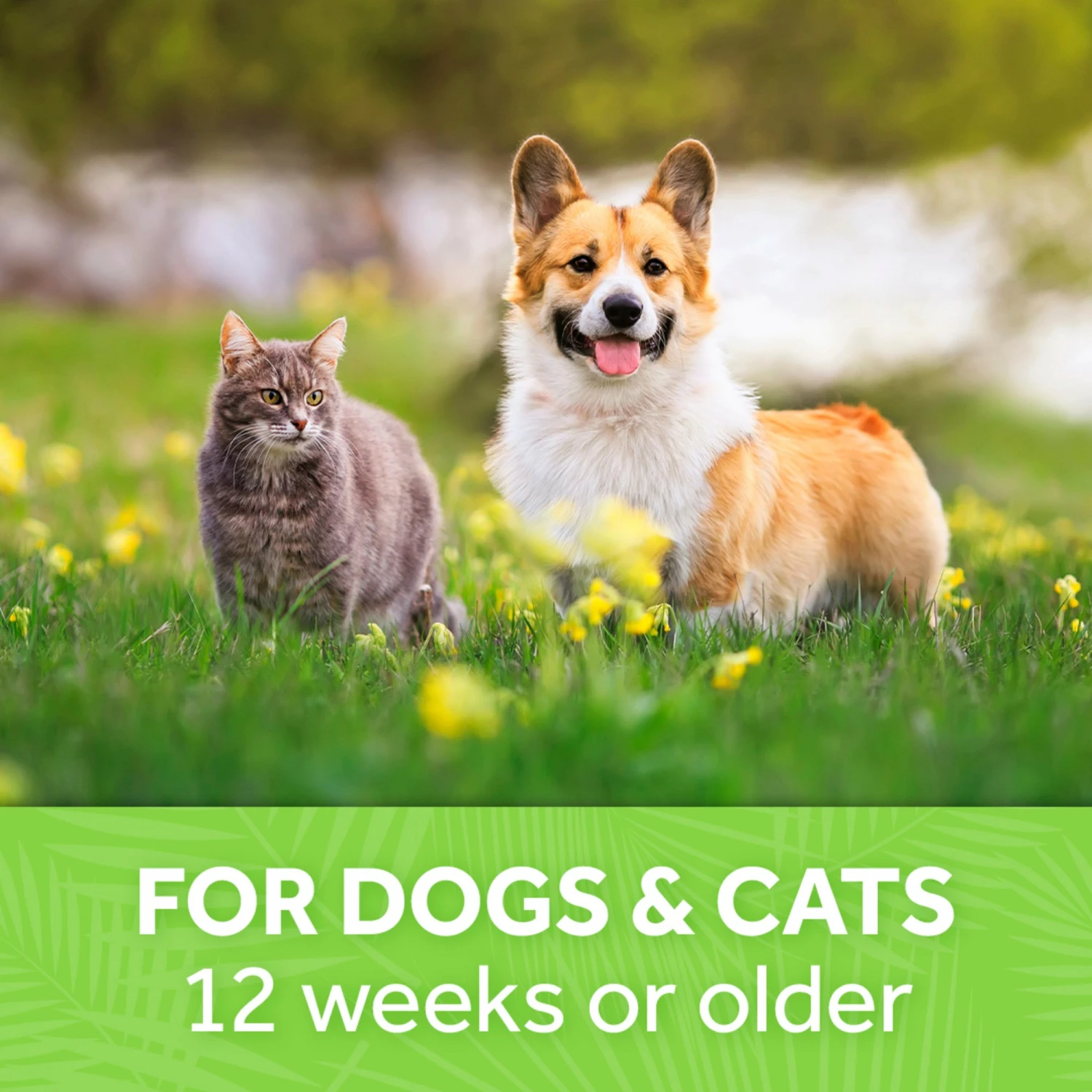 Tropiclean Baby Powder Deodorizing Pet Spray-8oz - Image 4